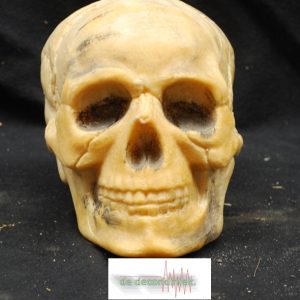 Human skull 01