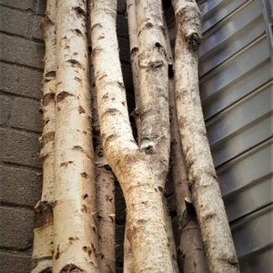Berkenstam > 200 cm