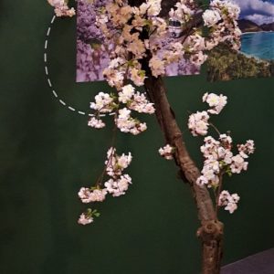 Kersenbloesem (Sakura)