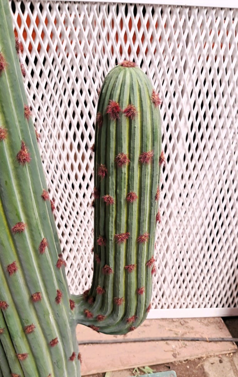 Mexico Cactus medium - Afbeelding 3