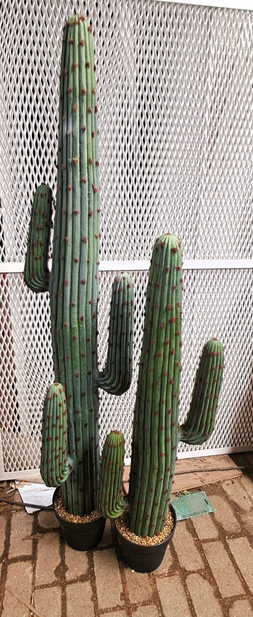 Mexico Cactus medium - Afbeelding 7