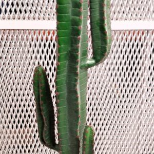 Cactus Euphorbia 01