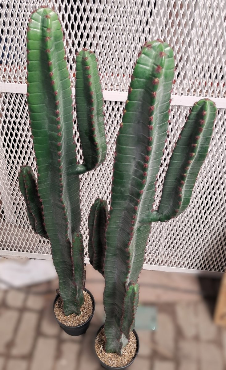 Cactus Euphorbia 01 - Afbeelding 6