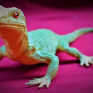 Gekko 01