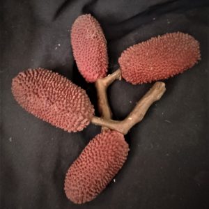 Fruit 12 Lychee