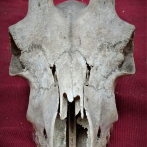Schedel BOK  (017)