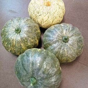 Pompoen groen 01